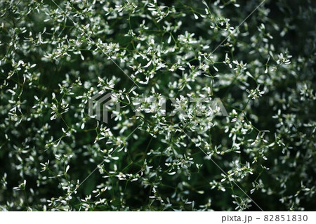 ユーフォルビア・ダイアモンドフロスト 白い小花 ユーフォルビア・ダイアモンドフロスト 白い小花 82851830