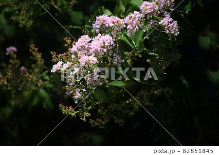 咲き始めたサルビア 薄ピンク色の花 咲き始めたサルビア 薄ピンク色の花 82851845