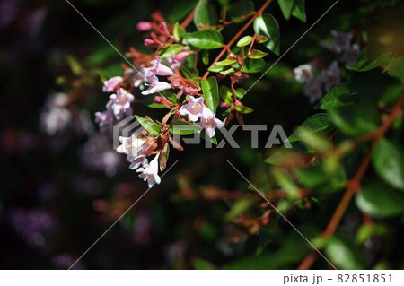 アベリア 薄ピンク色の花 アベリア 薄ピンク色の花 82851851
