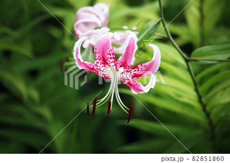 野に咲く、カノコユリの花 82851860