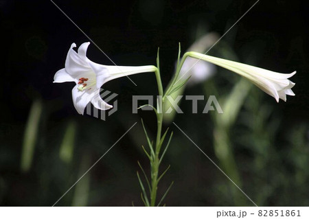 山地に咲く、テッポウユリの花 山地に咲く、テッポウユリの花 82851861