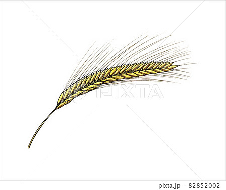 Ear of wheat with grains hand made watercolor drawing. 82852002