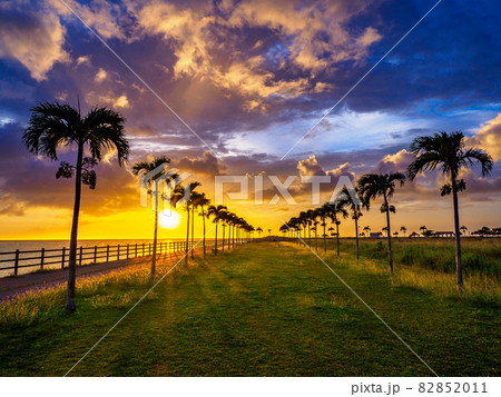 ヤシの木ロード ヤシの木ロード 82852011