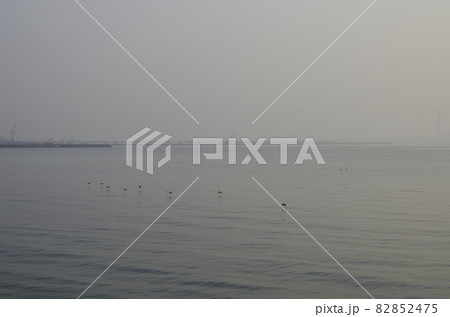知多半島 美浜町の海と野鳥 知多半島 美浜町の海と野鳥 82852475