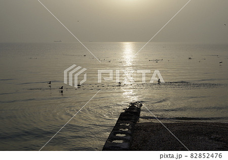 知多半島 美浜町の海と野鳥 知多半島 美浜町の海と野鳥 82852476