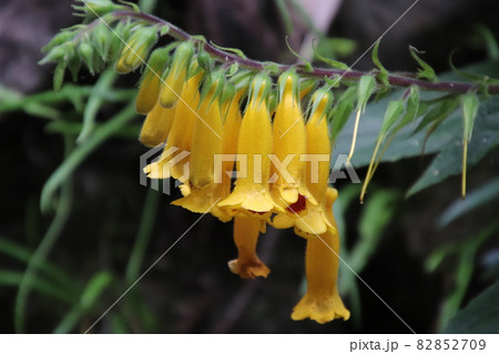 マツムラソウの花 マツムラソウの花 82852709