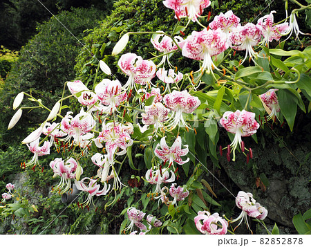 道端に咲くカノコユリ 82852878