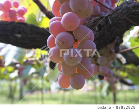 ワイン用の甲州 ワイン用の甲州 82852929