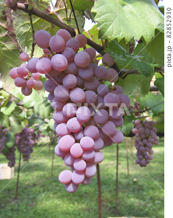 ワイン用の甲州 82852930