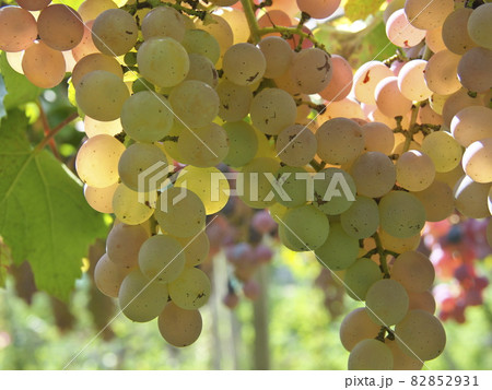 ワイン用の甲州 ワイン用の甲州 82852931
