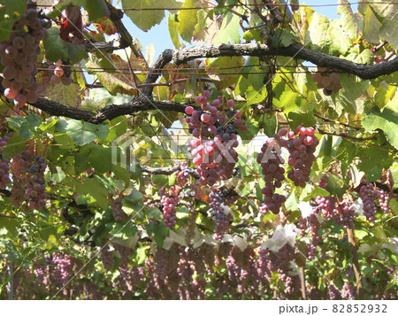 ワイン用の甲州の棚 ワイン用の甲州の棚 82852932