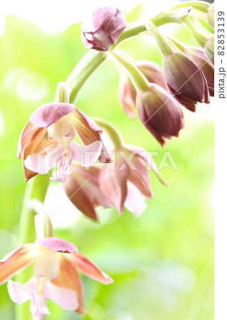 海老根蘭　地エビネ　茶色い花　山野草　ランの花　クローズアップ 82853139