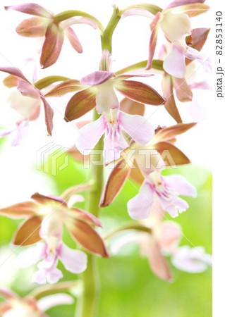 海老根蘭　地エビネ　茶色い花　山野草　ランの花　クローズアップ 82853140