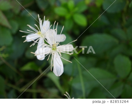 センニンソウ 82853264