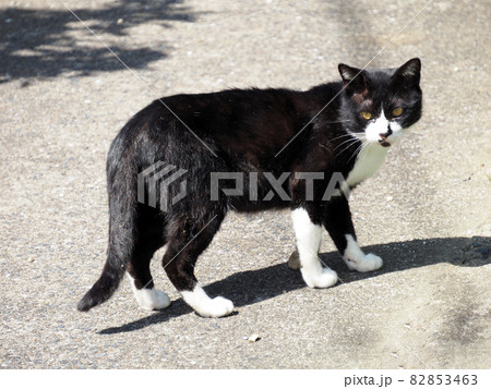 白い靴下を履いたネコ 82853463