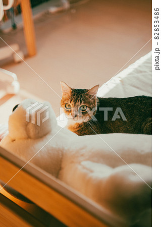 ベッドの上でまったりするカメラ目線のかわいいキジトラ猫 82853486