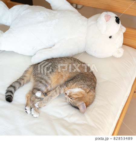 ベッドの上で丸くなって寝るかわいいキジトラ猫2 82853489