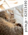 ベッドの上で丸くなって寝るかわいいキジトラ猫3 82853490