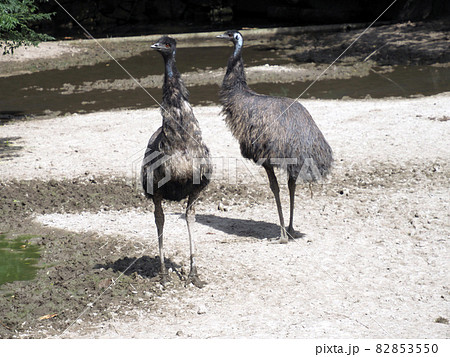 エミューのいる風景 82853550
