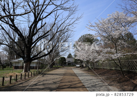 千葉県成田市の三里塚記念公園の桜 千葉県成田市の三里塚記念公園の桜 82853729