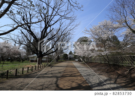 千葉県成田市の三里塚記念公園の桜 千葉県成田市の三里塚記念公園の桜 82853730