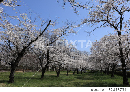 千葉県成田市の三里塚記念公園の桜 82853731