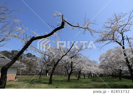 千葉県成田市の三里塚記念公園の桜 82853732