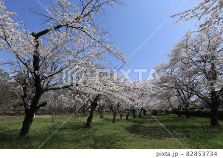 千葉県成田市の三里塚記念公園の桜 82853734
