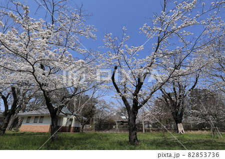 千葉県成田市の三里塚記念公園の桜 82853736