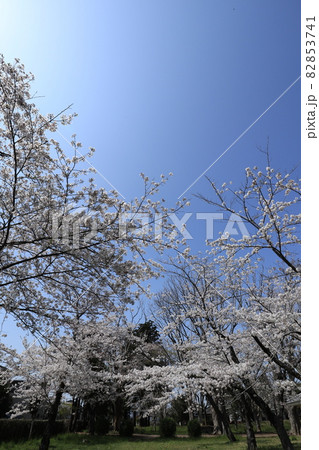 千葉県成田市の三里塚記念公園の桜 82853741