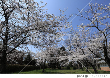 千葉県成田市の三里塚記念公園の桜 千葉県成田市の三里塚記念公園の桜 82853742