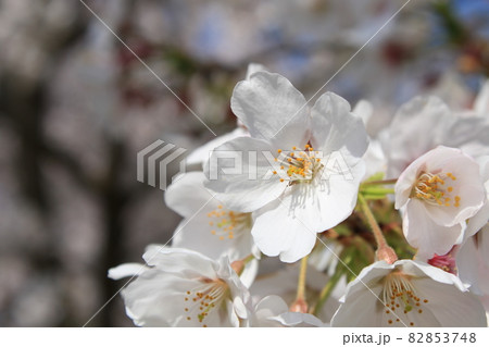 千葉県成田市の三里塚記念公園の桜 千葉県成田市の三里塚記念公園の桜 82853748