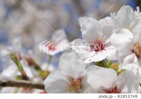 千葉県成田市の三里塚記念公園の桜 千葉県成田市の三里塚記念公園の桜 82853749