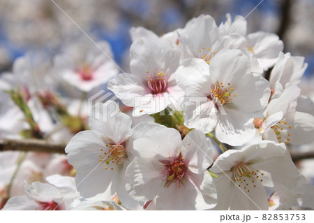 千葉県成田市の三里塚記念公園の桜 82853753