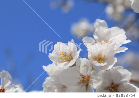 千葉県成田市の三里塚記念公園の桜 82853754