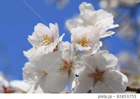 千葉県成田市の三里塚記念公園の桜 82853755