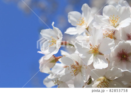 千葉県成田市の三里塚記念公園の桜 82853758