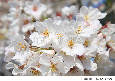 千葉県成田市の三里塚記念公園の桜 82853759