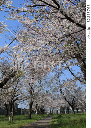 千葉県成田市の三里塚記念公園の桜 千葉県成田市の三里塚記念公園の桜 82853768