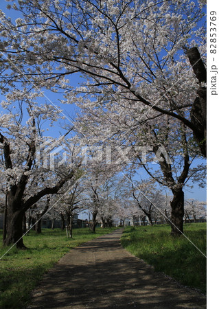 千葉県成田市の三里塚記念公園の桜 82853769