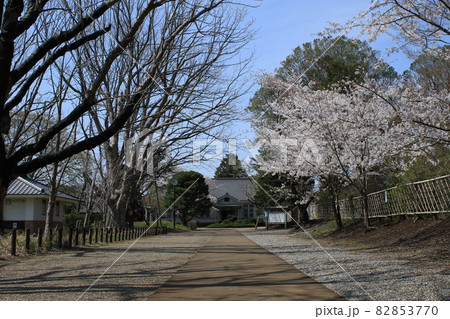 千葉県成田市の三里塚記念公園の桜 82853770