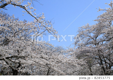 千葉県成田市の三里塚記念公園の桜 82853775