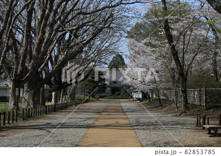 千葉県成田市の三里塚記念公園の桜 千葉県成田市の三里塚記念公園の桜 82853785