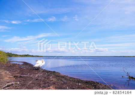 ウトナイ湖(北海道苫小牧市) ウトナイ湖(北海道苫小牧市) 82854164