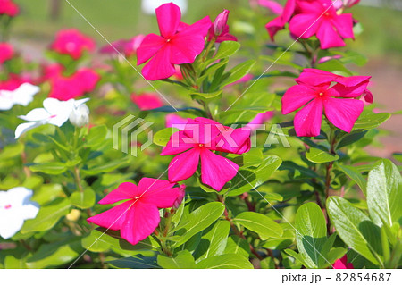 ニチニチソウの花 ニチニチソウの花 82854687