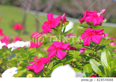 ニチニチソウの花 82854688