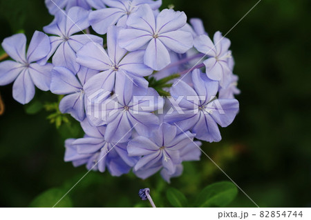 ルリマツリ Leadwort ルリマツリ Leadwort 82854744