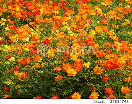 キバナコスモス Cosmos sulphureus キバナコスモス Cosmos sulphureus 82854748