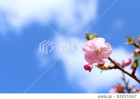 青空と河津桜 3 82855567