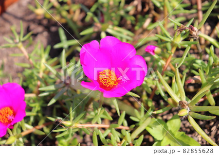 マツバボタンの花 マツバボタンの花 82855628